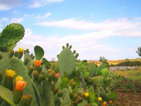 la campagna di Ragusa con i fichi d'india in fiore