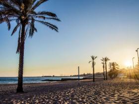 palms on the beach at sunset